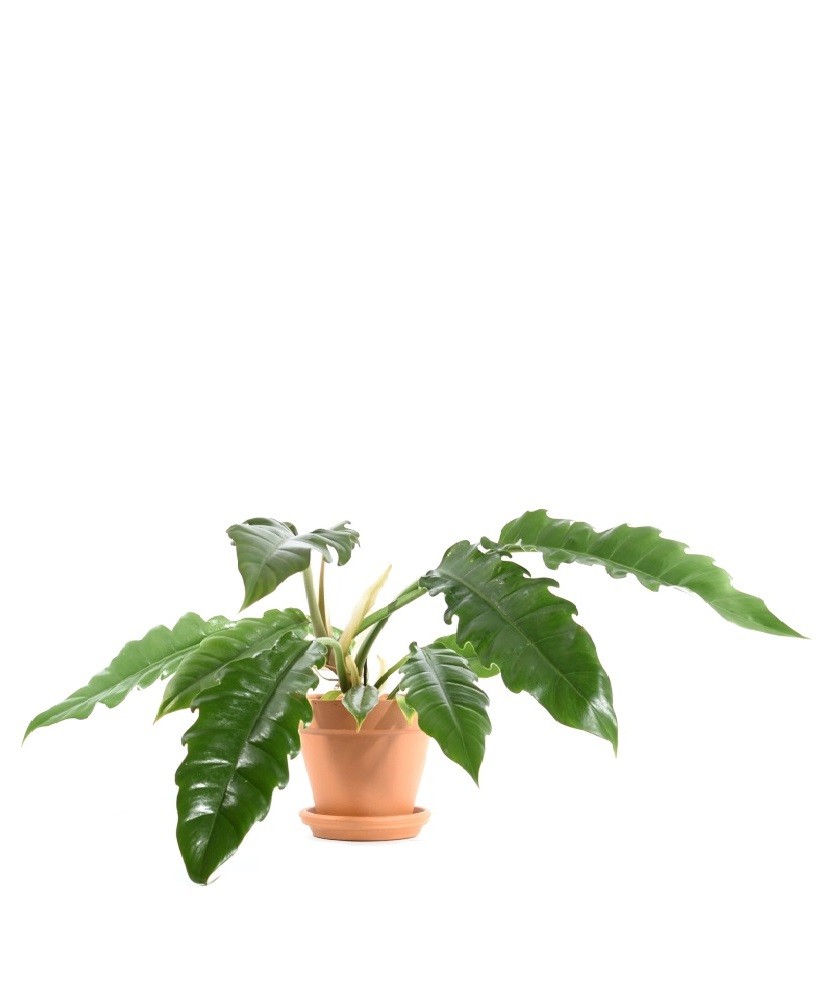 Philodendron Narrow