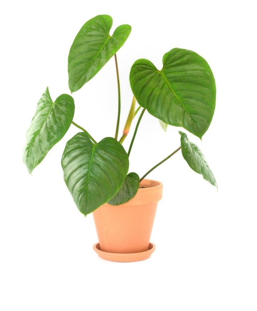 Philodendron Sodiroi