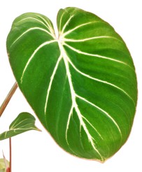 Philodendron Gloriosum