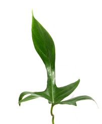 Philodendron Florida Green