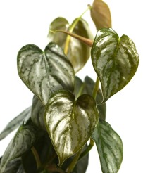 Philodendron Brandtianum