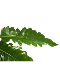 Philodendron Narrow