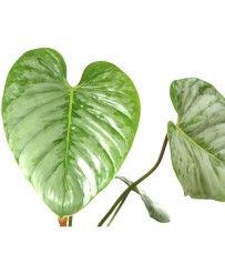 Philodendron Sodiroi