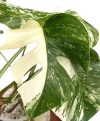 Monstera Albo Variegata