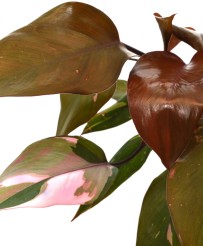 Philodendron Pink Princess