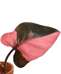 Philodendron Pink Princess