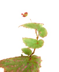 Begonia Negrosensis