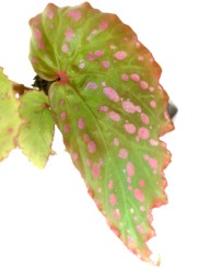 Begonia Negrosensis