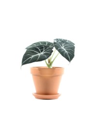 Alocasia Black Velvet