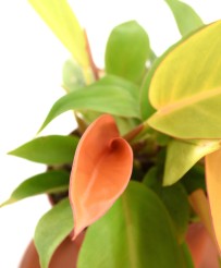 Philodendron Prince of Orange