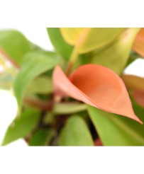 Philodendron Prince of Orange