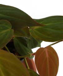 Philodendron Scandens Micans