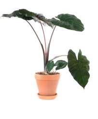 Alocasia Yucatan Princess