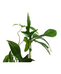 Philodendron Florida Green