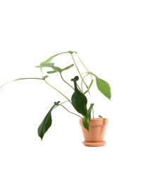 Philodendron Joepii