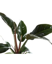 Philodendron Imperial Red