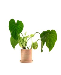 Philodendron Pastazanum