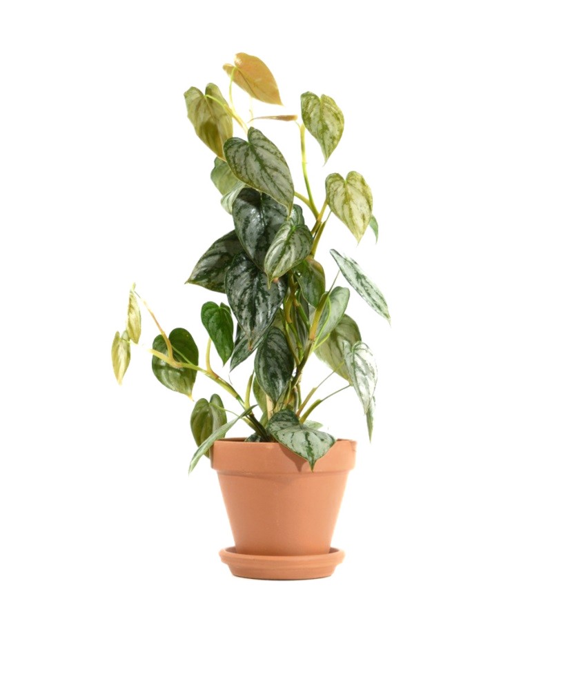 Philodendron Brandtianum