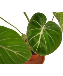 Philodendron Gloriosum