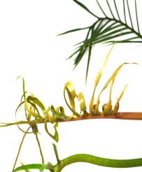 Philodendron Tortum