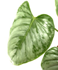 Philodendron Sodiroi