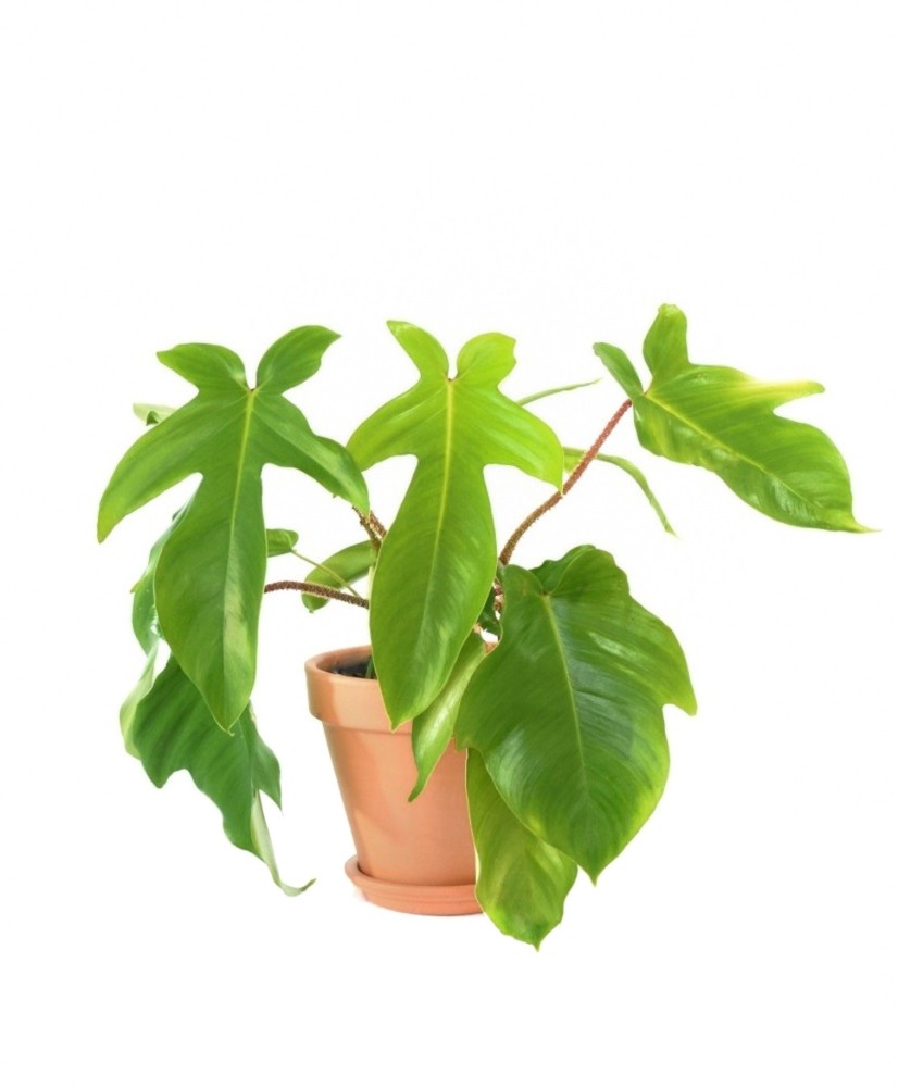 Philodendron Squamiferum