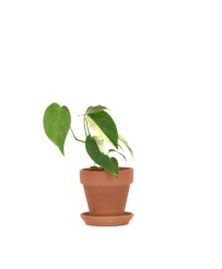 Monstera Laniata SSP Narrow...