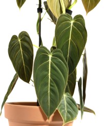 Philodendron Melanochrysum