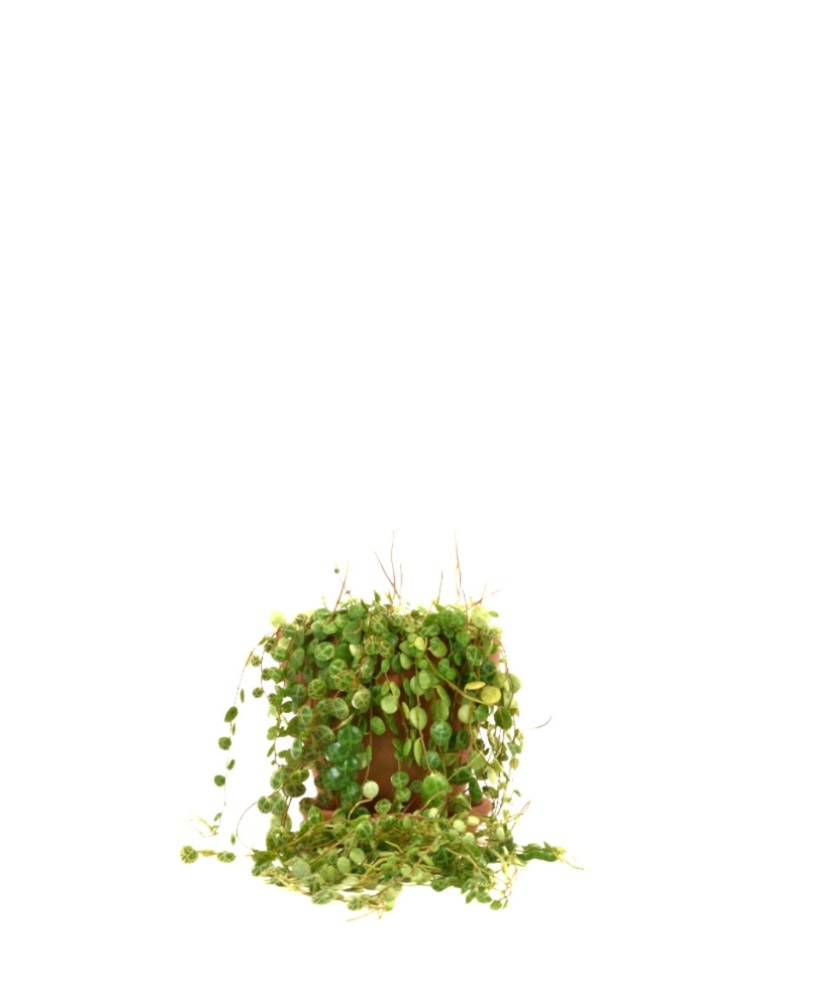 Peperomia Prostrata