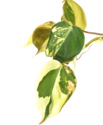 Philodendron Scandens Micans Variegato