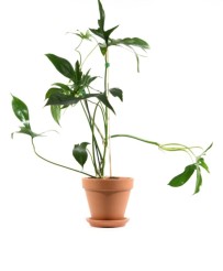 Philodendron Florida Green