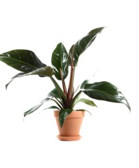 Philodendron Imperial Red