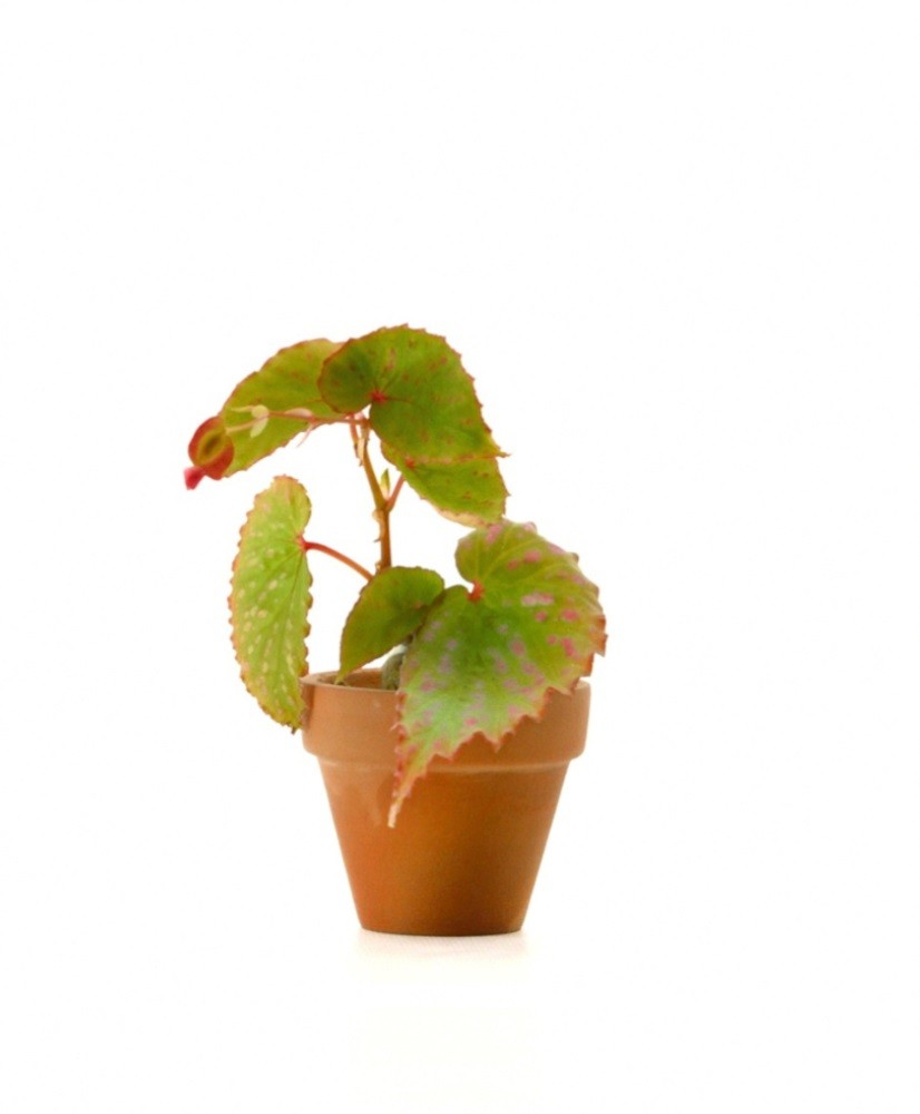 Begonia Negrosensis