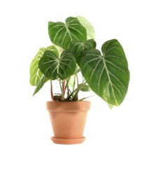 Philodendron Gloriosum