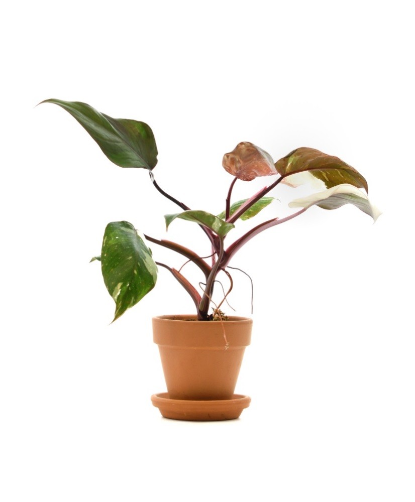 Philodendron Red Anderson Variegato