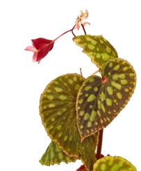 Begonia Chlorosticta Red Form