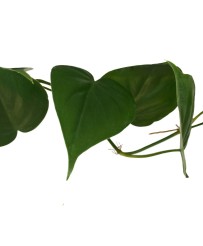 Philodendron Scadens