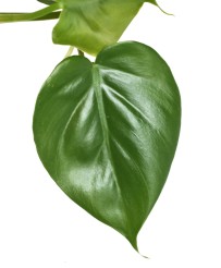 Philodendron Scadens