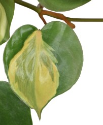 Philodendron Scadens Brasil