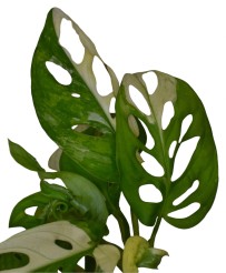 Monstera Adansonii Albo Variegata