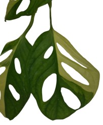 Monstera Adansonii Aurea Variegata