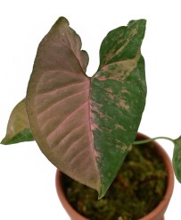 Syngonium Pink Flecked