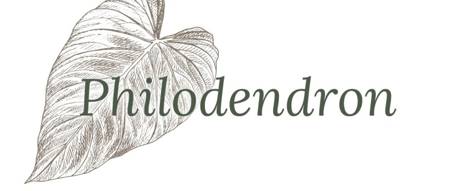 Philodendron