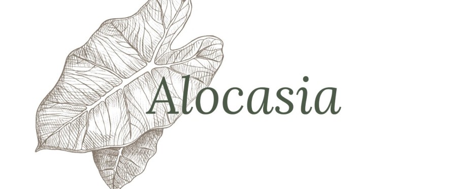 Acquista online alocasia e alocasia variegata