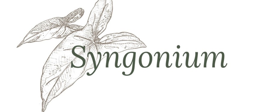 Aquista online Syngonium albo variegato