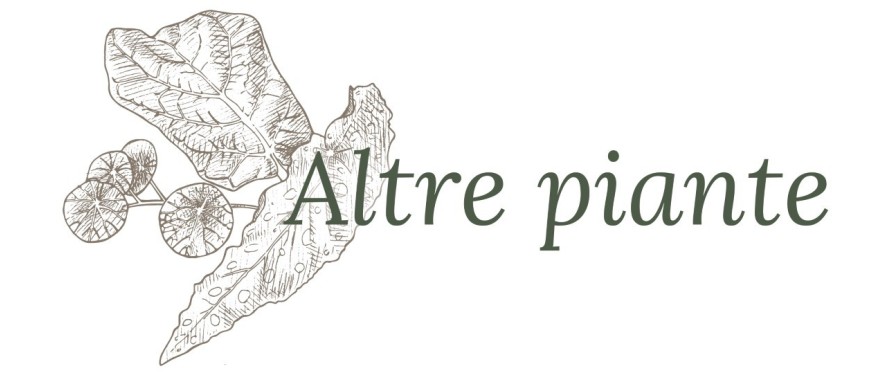 Altre piante