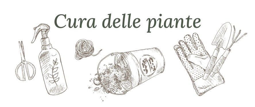 Cura delle piante