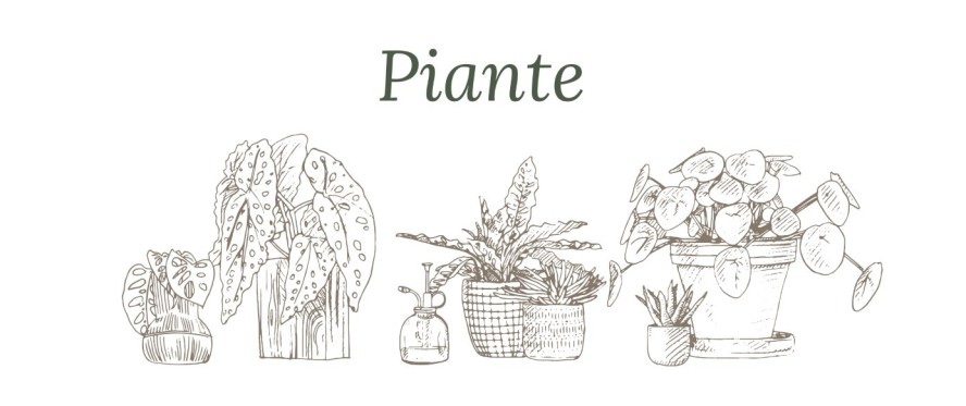 Piante